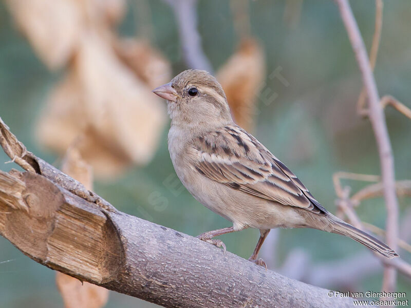 House Sparrow