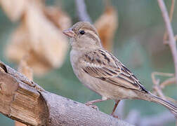 House Sparrow