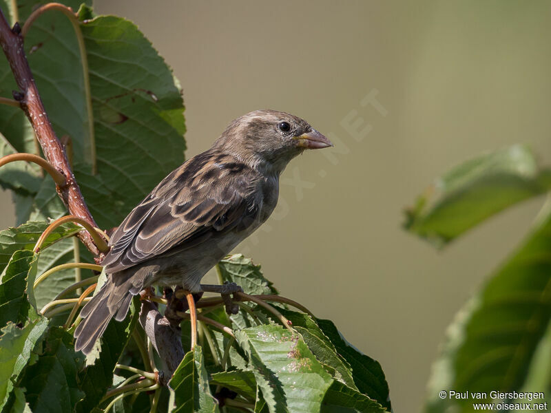 Moineau domestique