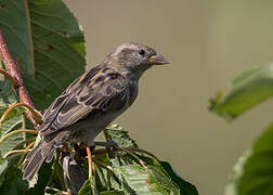 House Sparrow