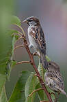 Moineau domestique