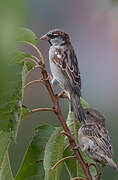 Moineau domestique