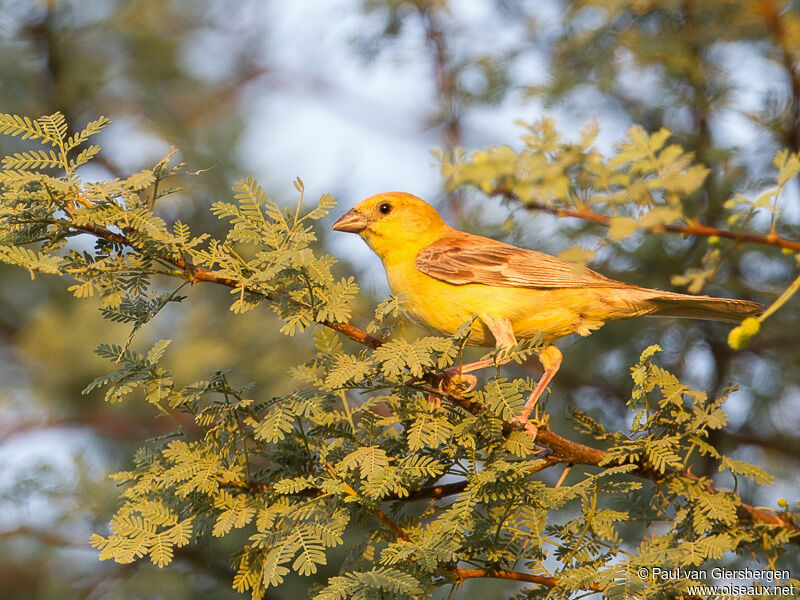 Moineau doré mâle adulte