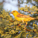 Moineau doré