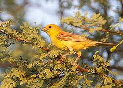 Sudan Golden Sparrow