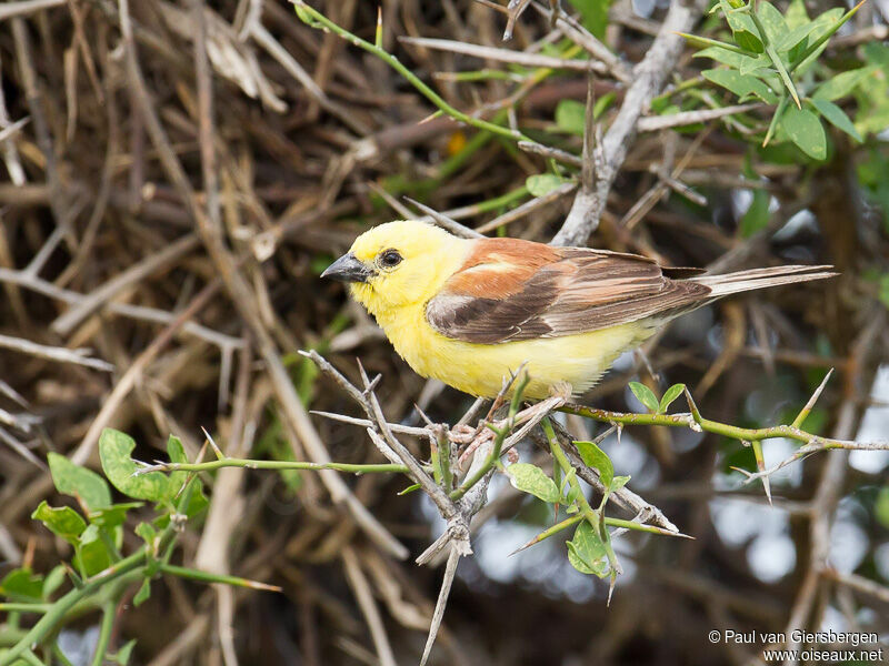 Moineau doré