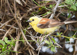 Moineau doré