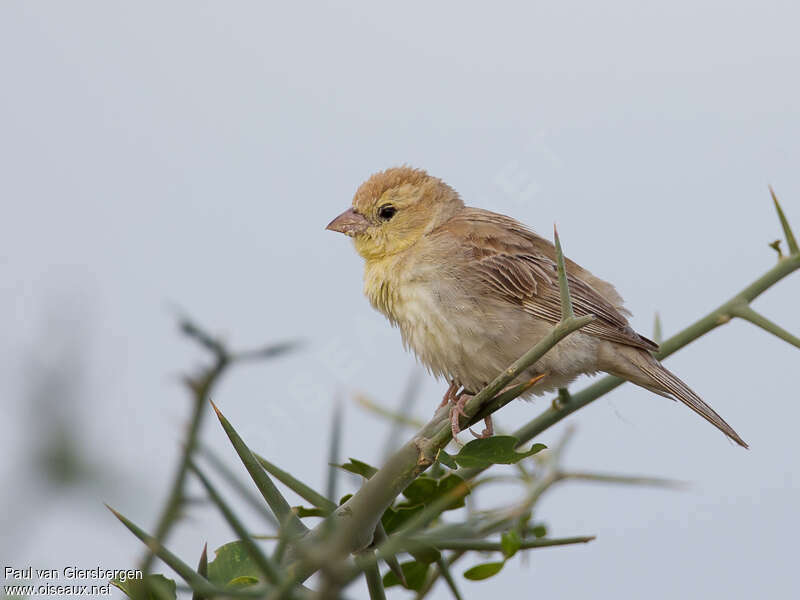 Sudan Golden Sparrow female adult, identification