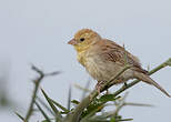 Moineau doré