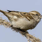 Moineau du Sind