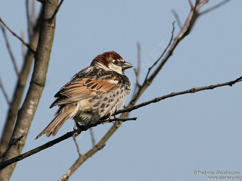 Spanish Sparrow