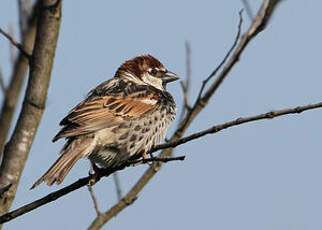 Moineau espagnol