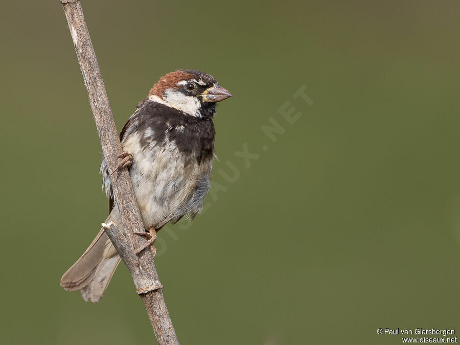 Spanish Sparrowadult