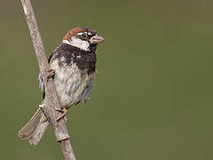 Spanish Sparrow