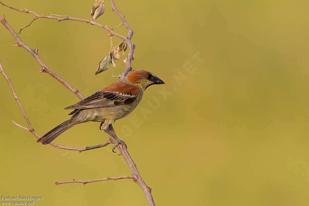 Plain-backed Sparrowadult