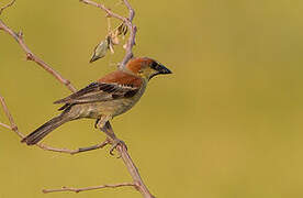 Plain-backed Sparrow