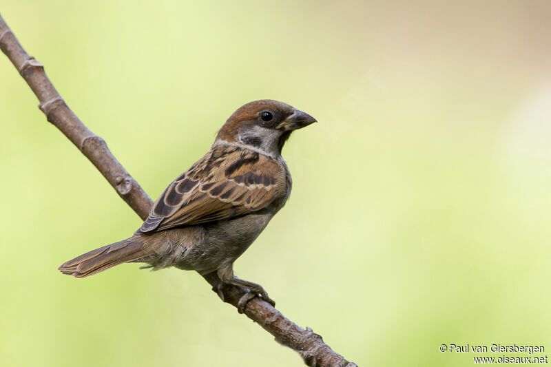 Eurasian Tree Sparrow