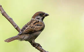 Eurasian Tree Sparrow