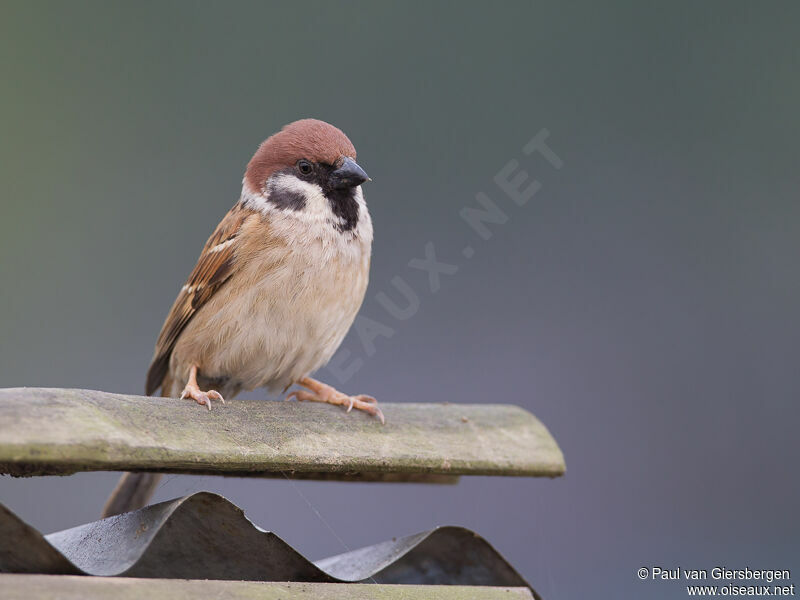 Eurasian Tree Sparrow