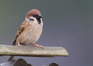 Moineau friquet