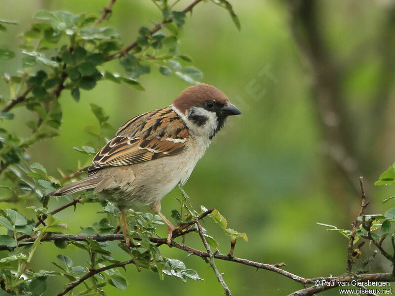 Moineau friquet