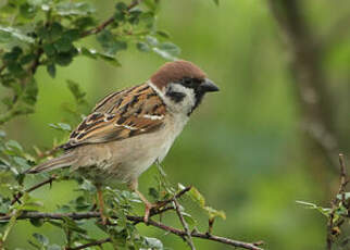 Moineau friquet