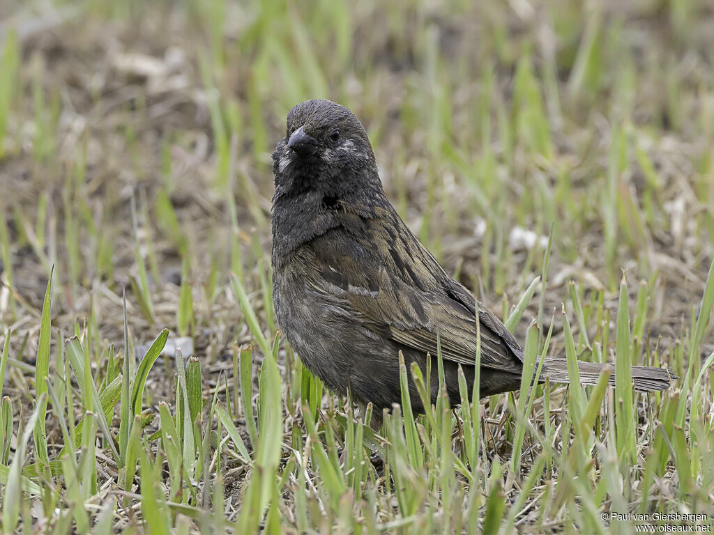 Moineau friquetadulte