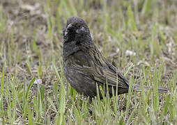 Eurasian Tree Sparrow