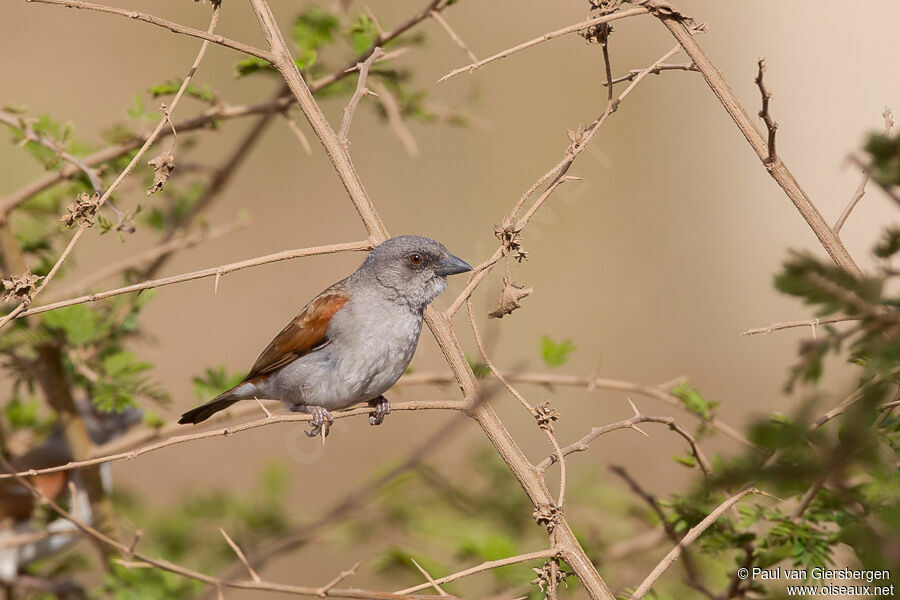 Moineau gris