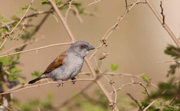 Moineau gris