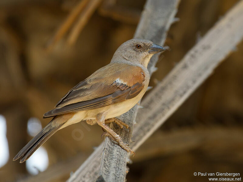 Northern Grey-headed Sparrow