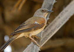 Northern Grey-headed Sparrow