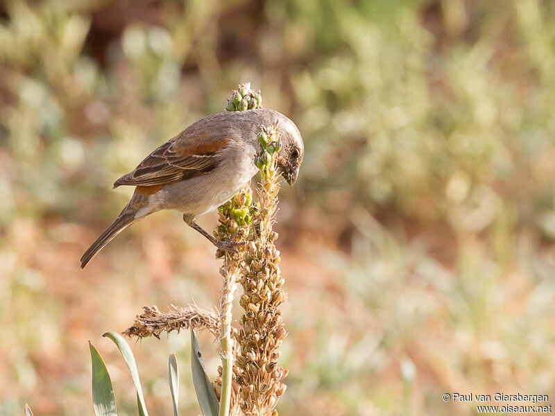 Moineau mélanure