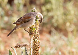 Cape Sparrow