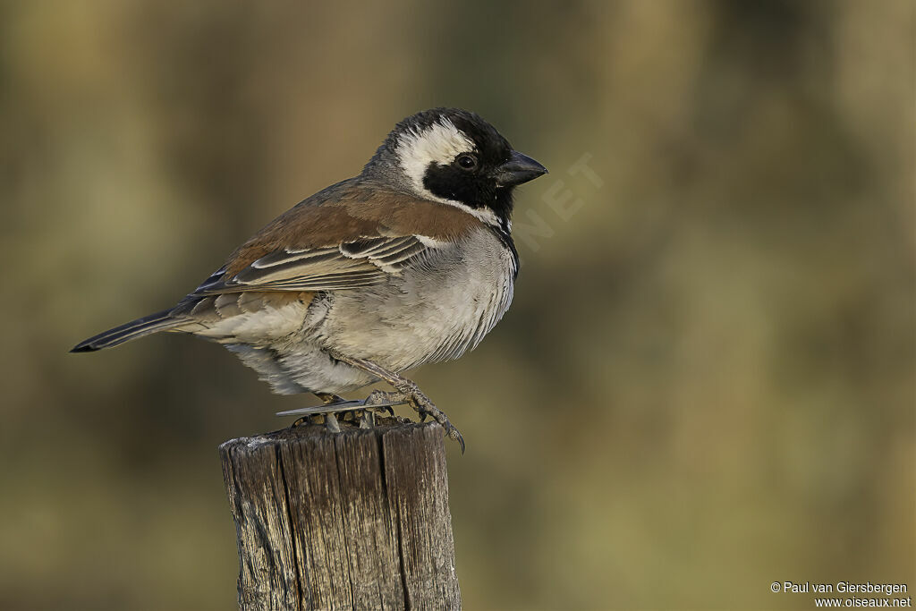 Moineau mélanure mâle adulte