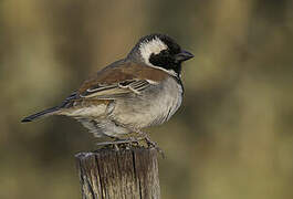 Cape Sparrow