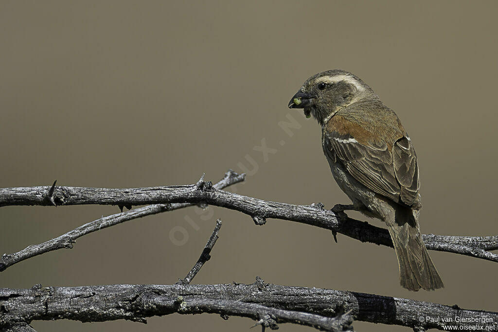 Moineau mélanure femelle adulte