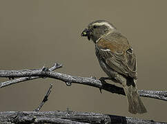 Cape Sparrow