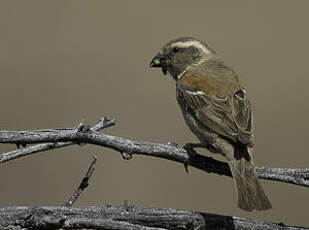 Moineau mélanure