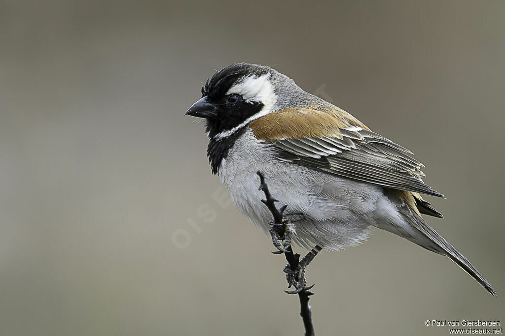 Moineau mélanure mâle adulte