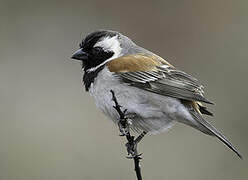 Cape Sparrow