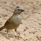 Moineau perroquet