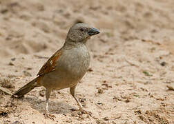 Parrot-billed Sparrow