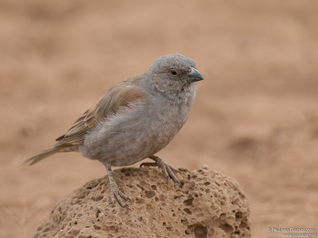 Parrot-billed Sparrowadult