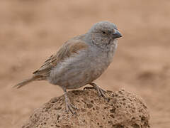 Parrot-billed Sparrow