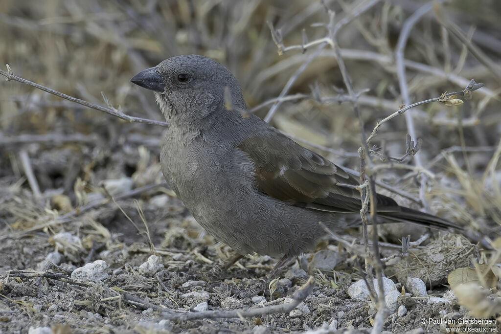 Parrot-billed Sparrowadult