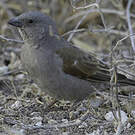 Moineau perroquet