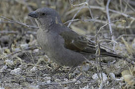 Parrot-billed Sparrow