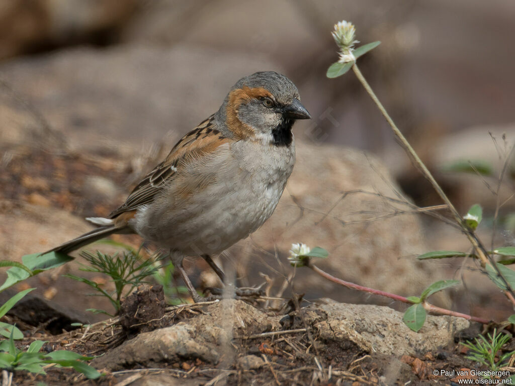 Moineau roux mâle adulte