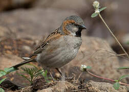 Kenya Sparrow